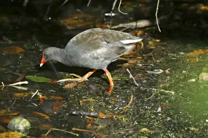 Dusky Moorhen Melbourne Botanic Gardens, Vic. Australia