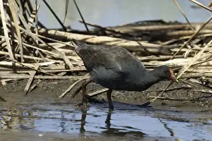 Sewage Prints: Dusky Moorhen Near Mt Isa sewage ponds, Queensland, Australia