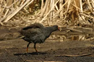 Dusky Moorhen Near Sewage Ponds, Mt Isa, Queensland, Australia