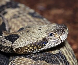 Images Dated 12th November 2008: Dusky Pigmy Rattlesnake - southeastern United States