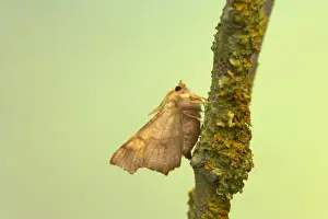 Thorns Prints: Dusky Thorn Ennomos fuscantaria Essex, UK IN000427