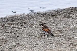 Images Dated 19th February 2010: Dusky Thrush - on ground with water in background - Hokkaido Island - Japan