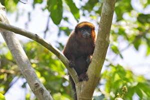 Images Dated 30th August 2006: Dusky Titi Monkey Tambopata Research Center Peru