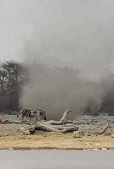 Images Dated 26th April 2000: Dust Devil Throwing debris high in the air at Goas Waterhole Etosha National Park, Namibia, Africa