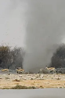 Dust Devil Throwing debris high in the air at Goas Waterhole Etosha National Park, Namibia, Africa