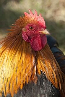 Bantam Gallery: Dutch Bantam - male Chicken