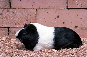 Images Dated 28th March 2007: Dutch Guinea Pig