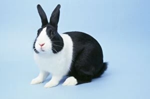 Images Dated 17th January 2006: Dutch Rabbit