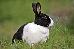 Dutch Rabbit black and white - sitting in grass