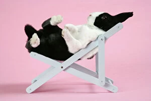 Small Pets Collection: Dutch rabbit in a deckchair