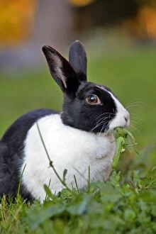 Dutch Rabbit - female sitting in grass, feeding