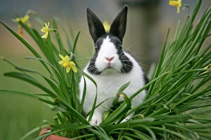Easter Collection: Dutch Rabbit in flowers