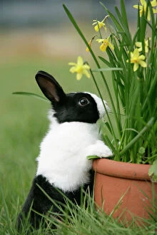 Images Dated 3rd March 2008: Dutch Rabbit with flowers