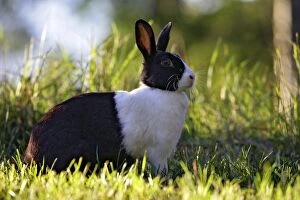 Dutch Rabbit - sitting in grass