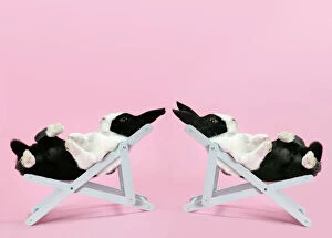 Two Dutch rabbits relaxing in deckchairs