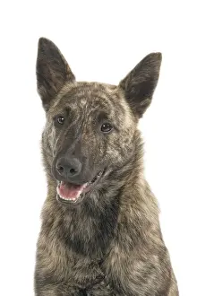 Shepherd Dog Prints: Dutch Shepherd Short Hair Dog