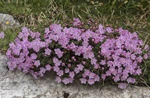 Images Dated 15th April 2019: Dwarf Alpenrose, Rhododendron chamaecistus in flower on limestone, high in the Julian Alps
