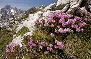 Images Dated 27th June 2010: Dwarf Alpenrose - on the Tre Cime de Lavaredo, Dolomites, Italy
