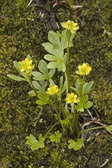 Images Dated 16th July 2006: A dwarf arctic buttercup