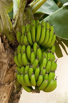 Images Dated 4th February 2008: Dwarf Banana. Location - Hotel Quinta Splendida Botanical Gardens, Madeira. February