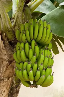 Madeira Prints: Dwarf Banana. Location - Hotel Quinta Splendida Botanical Gardens, Madeira. February