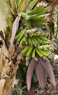 Dwarf Banana. Location - Hotel Quinta Splendida Botanical Gardens, Madeira, February. Here we see a development stage of the young banana, with the pinkish flowers below