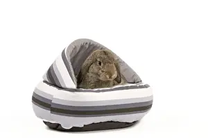 Beds Prints: Dwarf Belier Rabbit - in bed