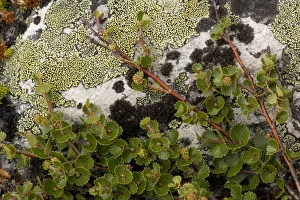 Images Dated 13th July 2006: Dwarf birch (Betula nana), Dovrefjell, Norway