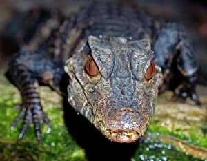 Caimans Collection: Dwarf Caiman - northern South America, from Bolivia to Brazil and Paraguay