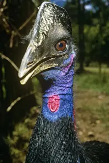 Dwarf Cassowary