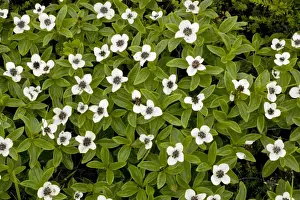 Rarity Prints: Dwarf cornel (Cornus suecica = Chamaepericlymenum suecicum) in flower