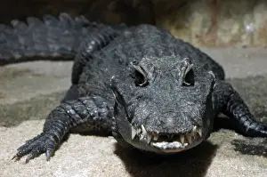 Dwarf crocodile, West Africa