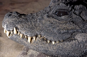 Images Dated 28th September 2005: Dwarf crocodile- West Africa
