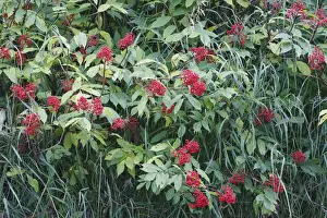 Alaska***alaska Prints: Dwarf Elder - Alaska