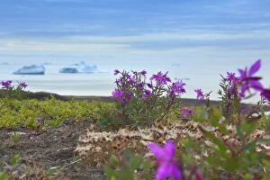 Dwarf Fireweed along the coast with icebergs