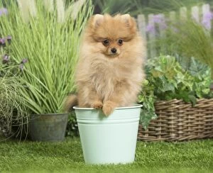 Flowerpots Gallery: Dwarf German Spitz Dog puppy in plant pot