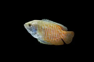 Images Dated 8th September 2005: Dwarf Gourami – side view black background tropical freshwater Asia 002022