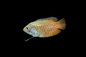 Images Dated 8th September 2005: Dwarf Gourami – side view black background tropical freshwater Asia 002023