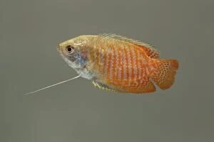 Images Dated 8th September 2005: Dwarf gourami – side view grey background tropical freshwater Asia 002021