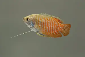 Barbel Prints: Dwarf gourami – side view grey background tropical freshwater Asia 002021