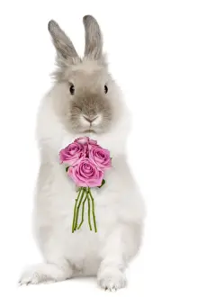 Dwarf Prints: Dwarf Lion-head Rabbit - on hind legs holding flowers - Captionable Digital Manipulation: Flowers (Su)