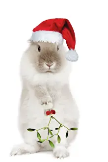 Holding Prints: Dwarf Lion-head Rabbit - on hind legs wearing Christmas hat & holding mistletoe