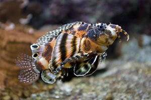Images Dated 14th September 2007: Dwarf lionfish