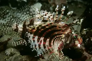 Dwarf Lionfish - unlike its larger relitives this tiny fish lives mainly on crustations. Papua New Guinea
