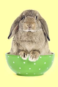 Dwarf Lop-Eared Rabbit - sitting in bowl