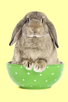 Easter Prints: Dwarf Lop-Eared Rabbit - sitting in bowl Digital Manipulation: Changed bowl colour - added colour background