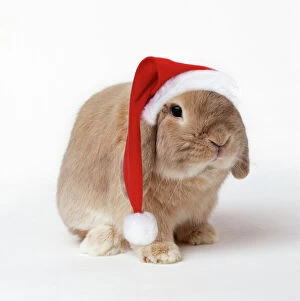 Dwarf Lop (Fancy) Rabbit Fawn - wearing Christmas hat