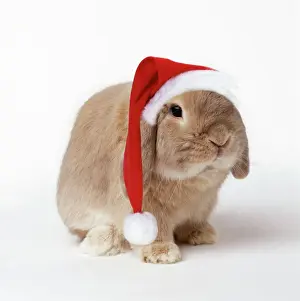 Quirky Prints: Dwarf Lop (Fancy) Rabbit Fawn - wearing Christmas hat
