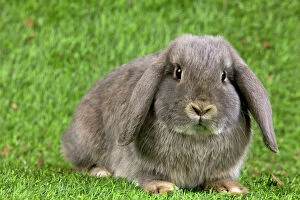 Images Dated 7th February 2014: Dwarf Lop Rabbit