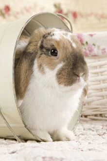 Mammifere Collection: Dwarf Lop Rabbit